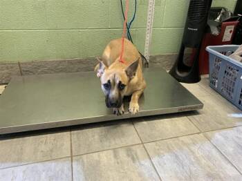 FENDI -  German Shepherd Dog and Mixed Breed Dog for Adoption in Grand Prairie, Texas - FENDI | PetCurious