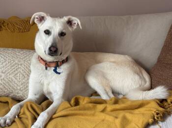 Shepherd Dogs Available for Adoption - Savvy | PetCurious