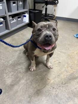 26-440 Bruce -  Mixed Breed Dog for Adoption in Barnesville, Georgia - 26-440 Bruce | PetCurious