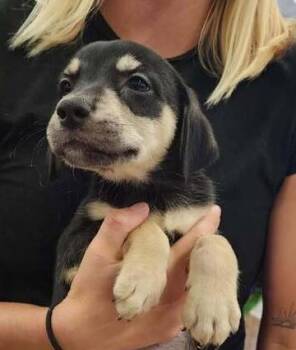 Alfie (Born 04/02/26) -  Terrier Dog for Adoption in Troy, Alabama - Alfie (Born 04/02/26) | PetCurious