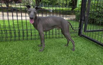 Little Terry -  Mixed Breed Dog for Adoption in Elma, Washington - Little Terry | PetCurious