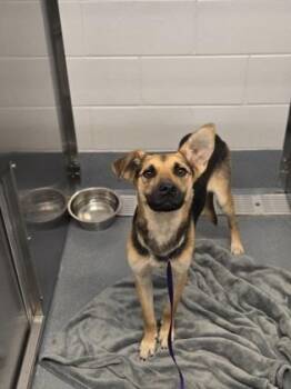 Okarun -  Mixed Breed Dog for Adoption in Fort Worth, Texas - Okarun | PetCurious