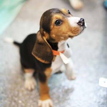 Fritos -  Hound and Mixed Breed Dog for Adoption in Atlanta, Georgia - Fritos | PetCurious