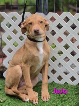 JoJo -  Mixed Breed Dog for Adoption in Blairstown, New Jersey - JoJo | PetCurious