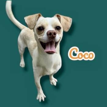 Chihuahua Dogs Available for Adoption in Scottsdale, Arizona - Coco | PetCurious