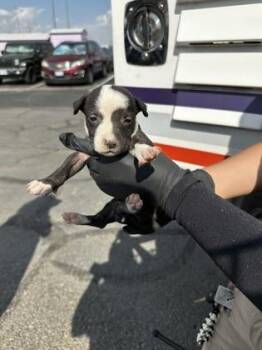 61515681 -  Pit Bull Terrier and Mixed Breed Dog for Adoption in El Paso, Texas - 61515681 | PetCurious