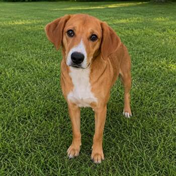 Beagle and American Foxhound Dogs Available for Adoption in Tulsa, Oklahoma - Rockett | PetCurious