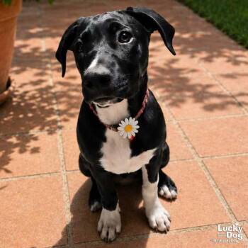 Retriever and Labrador Retriever Dogs Available for Adoption in Washington, District Of Columbia - Lil Zhuri | PetCurious
