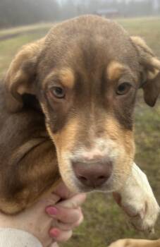 Labrador Retriever and Shepherd Dogs Available for Adoption - SRV All Stars : Rudy | PetCurious
