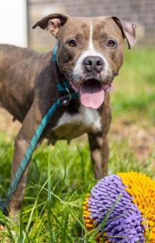 Seraphina -  Mixed Breed Dog for Adoption in Chamblee, Georgia - Seraphina | PetCurious