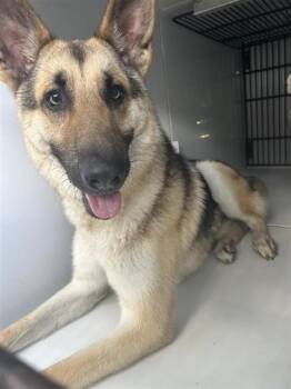 A657716 -  German Shepherd Dog Dog for Adoption in Houston, Texas - A657716 | PetCurious