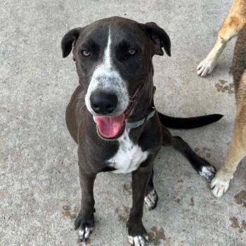Rescue Weimaraner and American Staffordshire Terrier Dogs for Adoption in Houston, Texas - Nemo | PetCurious