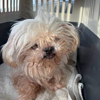 Shih Tzu Dogs Available for Adoption - Arthur | PetCurious