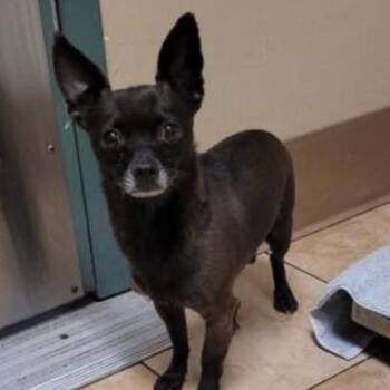 Kobe -  Chihuahua Dog for Adoption in Newberg, Oregon - Kobe | PetCurious