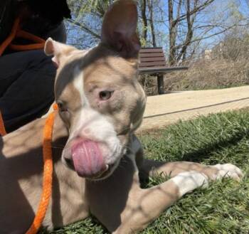Pit Bull Terrier and Mixed Breed Dogs Available for Adoption in Derwood, Maryland - CLEO | PetCurious