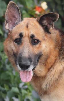 Legend von Leezdorf -  German Shepherd Dog Dog for Adoption in Los Angeles, California - Legend Von Leezdorf | PetCurious