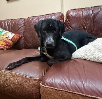 Rescue English Pointer Dogs for Adoption in Washington, Pennsylvania - Kamari (Kammi) | PetCurious