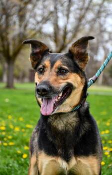 German Shepherd Dog and Australian Shepherd Dogs Available for Adoption - Strawz | PetCurious