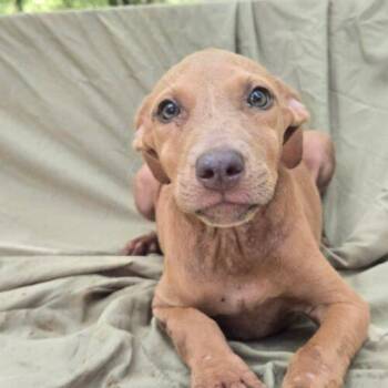 Ashlyn -  Pit Bull Terrier Dog for Adoption in Jackson, Louisiana - Ashlyn | PetCurious