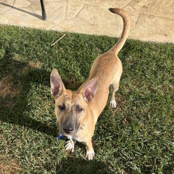 Rescue Black Mouth Cur and Shepherd Dogs for Adoption in Columbia, Maryland - Beth | PetCurious