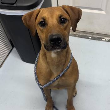 Mixed Breed Dogs Available for Adoption - CSAS-Stray-740 | PetCurious