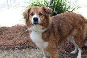 Retriever and Mixed Breed Dogs Available for Adoption - Jasper | PetCurious