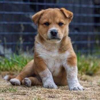 Finn -  Mixed Breed Dog for Adoption in Park City, Utah - Finn | PetCurious