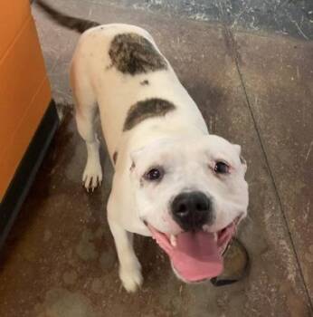 Mixed Breed Dogs Available for Adoption in Cincinnati, Ohio - Sugar | PetCurious