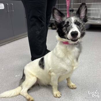 Magenta -  Corgi Dog for Adoption in Washington, District Of Columbia - Magenta | PetCurious
