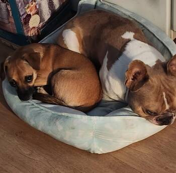 Cranny -  French Bulldog Dog for Adoption in Phoenix, Arizona - Cranny | PetCurious