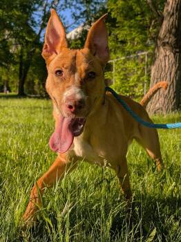 German Shepherd Dog Dogs Available for Adoption in Chicago, Illinois - Flaca | PetCurious