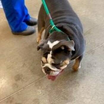 Pandora -  English Bulldog Dog for Adoption in York, Pennsylvania - Pandora | PetCurious
