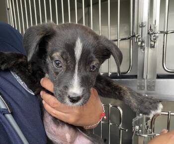 Mixed Breed Dogs Available for Adoption - NONI | PetCurious