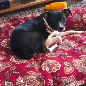 Rat Terrier Dogs Available for Adoption - Lilly D11036 | PetCurious