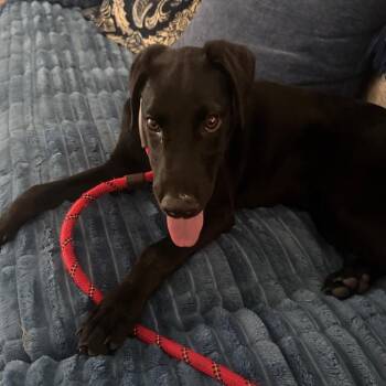 Chloe -  Doberman Pinscher and Mixed Breed Dog for Adoption in Potomac, Maryland - Chloe | PetCurious