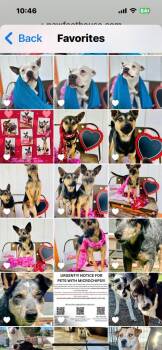 Rescue Shepherd Dogs for Adoption in Pumpkin Center, California - Sheba | PetCurious