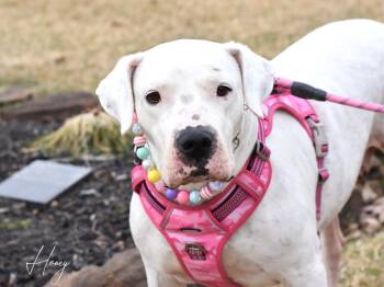 Dogo Argentino and American Staffordshire Terrier Dogs Available for Adoption - Honey | PetCurious