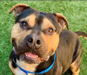 PLEASE SAVE ME - RONNIE - A551844 -  Pit Bull Terrier Dog for Adoption in San Marcos, California - PLEASE SAVE ME - RONNIE - A551844 | PetCurious