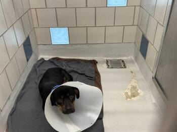 TUBBS -  American Staffordshire Terrier and Mixed Breed Dog for Adoption in Grand Prairie, Texas - TUBBS | PetCurious