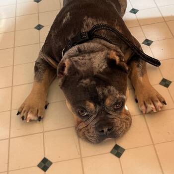 American Bulldog Dogs Available for Adoption in Reno, Nevada - Rascoe | PetCurious