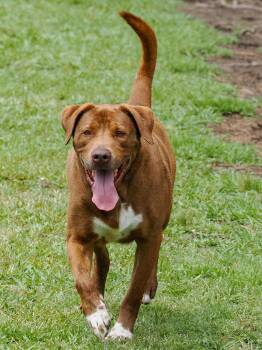 Tennessee Whiskey -  Mixed Breed Dog Available for Adoption in Myrtle Beach, South Carolina - Tennessee Whiskey | PetCurious
