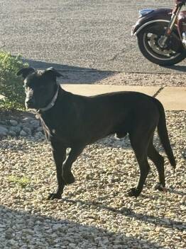 American Staffordshire Terrier Dogs Available for Adoption - Wolf | PetCurious