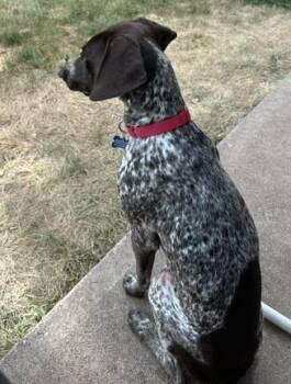 Zinnia -  German Shorthaired Pointer Dog for Adoption in Fort Collins, Colorado - Zinnia | PetCurious
