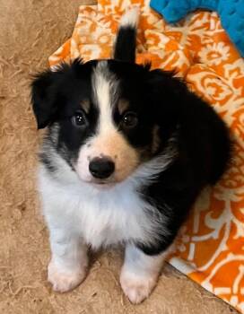 Lennox -  Australian Shepherd Dog for Adoption in Thompson Falls, Montana - Lennox | PetCurious