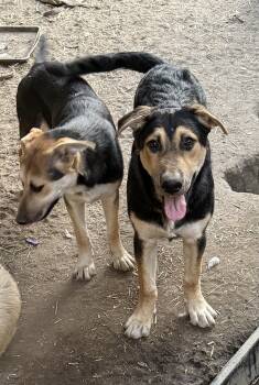 Rescue Shepherd Dogs for Adoption in Redlands, California - Clifford | PetCurious