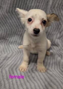 Papillon and Mixed Breed Dogs Available for Adoption - Sally | PetCurious
