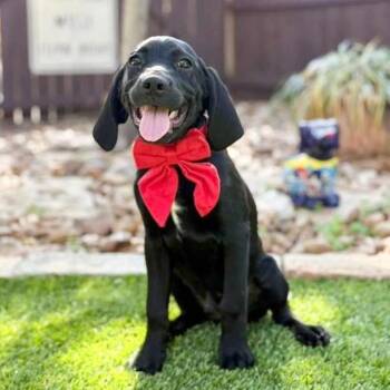 Black Labrador Retriever and Labrador Retriever Dogs Available for Adoption - Yogi | PetCurious