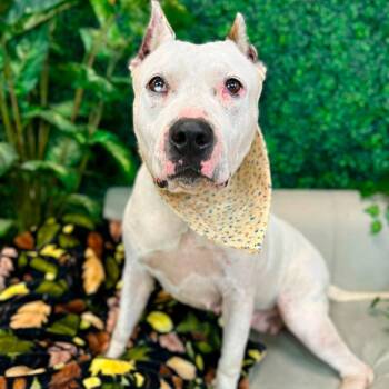 Keema -  Pit Bull Terrier Dog for Adoption in East St. Louis, Illinois - Keema | PetCurious