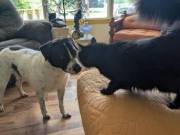 Rosco -  Border Collie and Mixed Breed Dog for Adoption in Ellijay, Georgia - Rosco | PetCurious