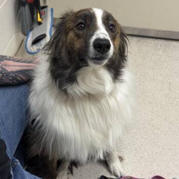 Elliot -  Mixed Breed Dog for Adoption in Murray, Utah - Elliot | PetCurious